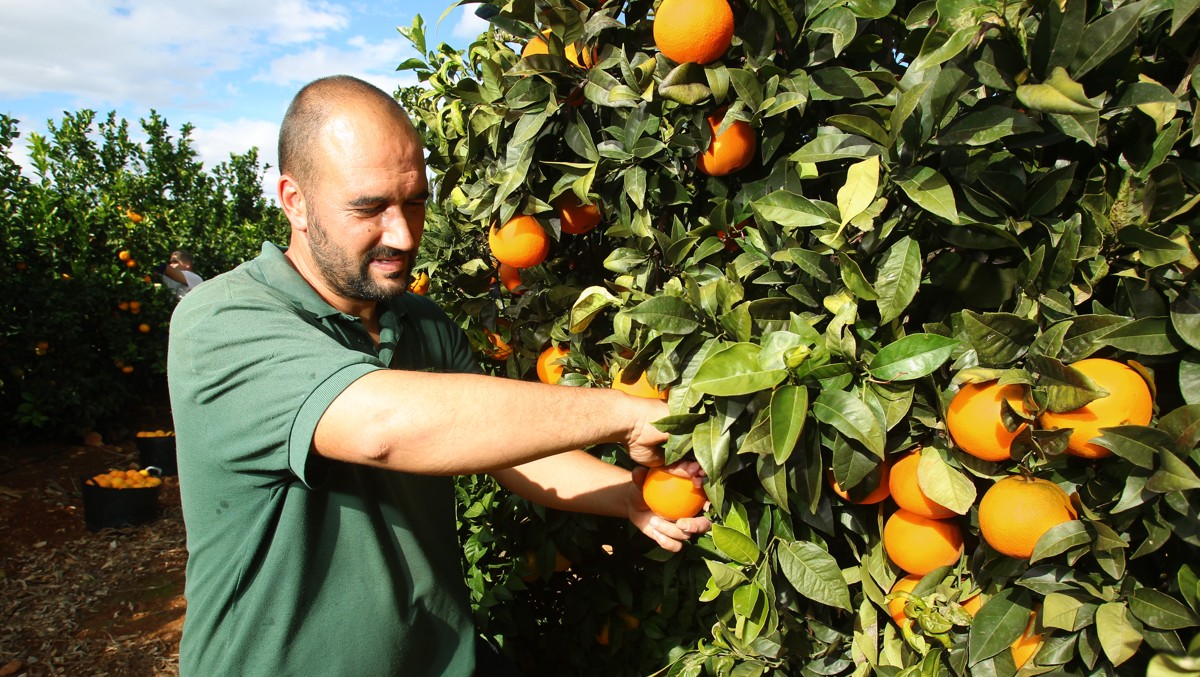 David recolectando naranja en campo de Alzira, Valencia, para el interproveedor Frutas Tono.